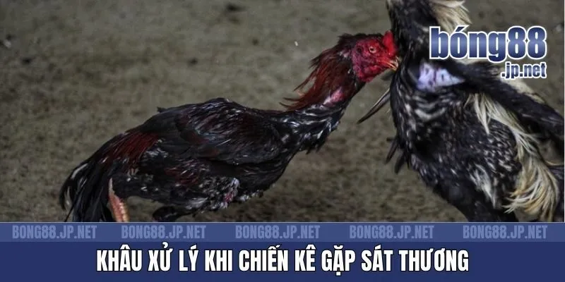 Khâu xử lý khi chiến kê gặp sát thương