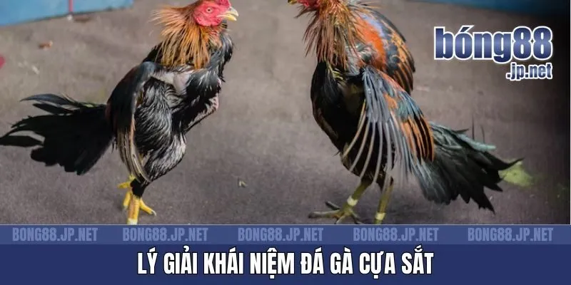 Lý giải khái niệm đá gà cựa sắt