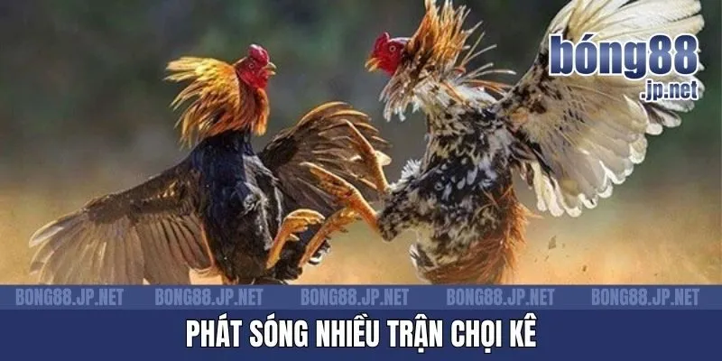Phát sóng nhiều trận chọi kê