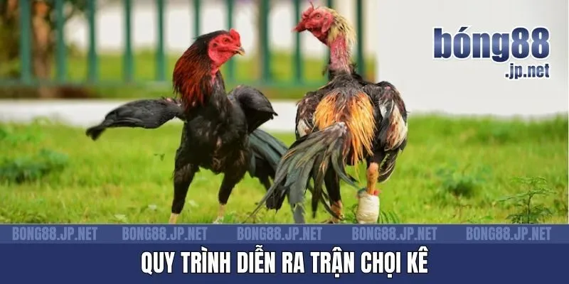 Quy trình diễn ra trận chọi kê