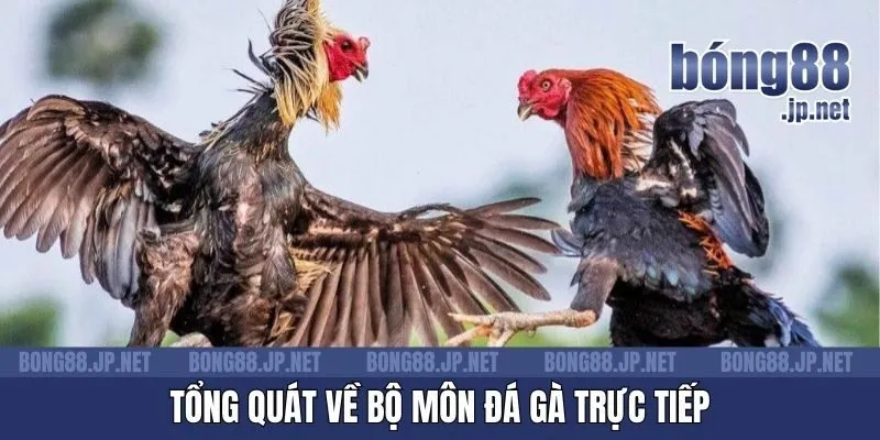 Tổng quát về bộ môn đá gà trực tiếp