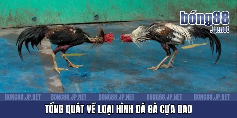 Tổng quát về loại hình đá gà cựa dao